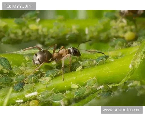 黄蜂生态习性、生活方式与人类共生关系研究分析